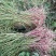 芹菜苗大别山野生水芹水芹老茎新式栽培省时省力省工