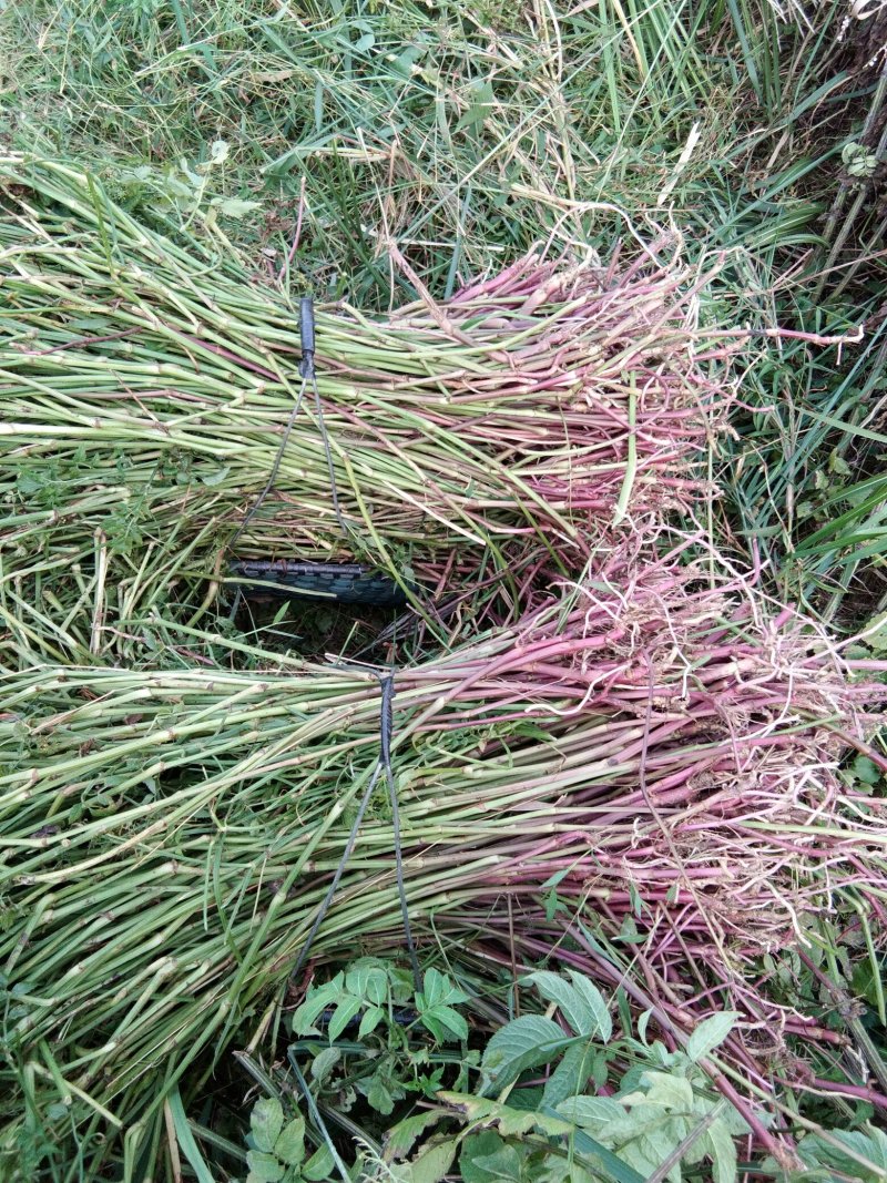 芹菜苗大别山野生水芹水芹老茎新式栽培省时省力省工