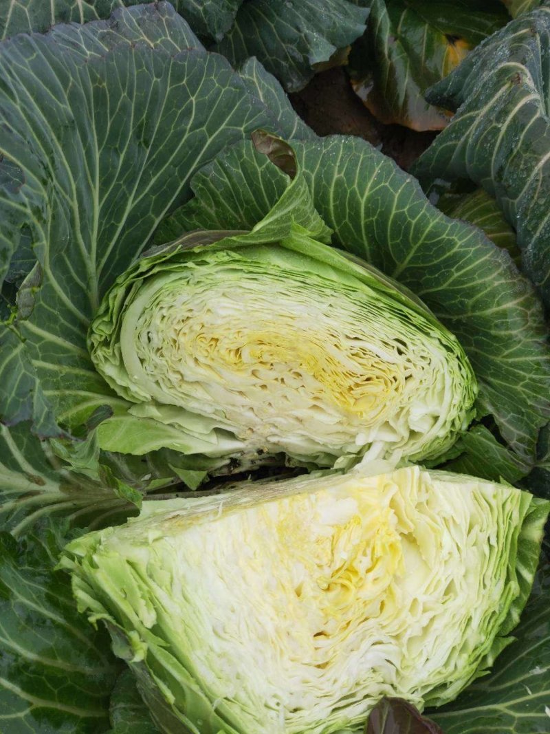 奥奇娜扁包菜产地直供地头价，一手货源，市场，加工，养殖