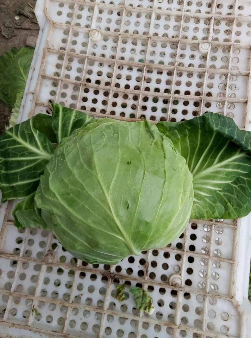 奥奇娜扁包菜产地直供地头价，一手货源，市场，加工，养殖