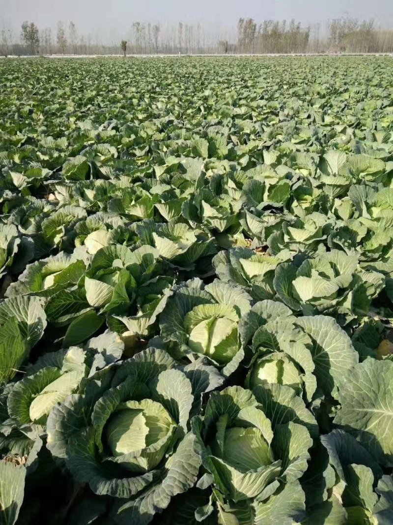 奥奇娜扁包菜产地直供地头价，一手货源，市场，加工，养殖