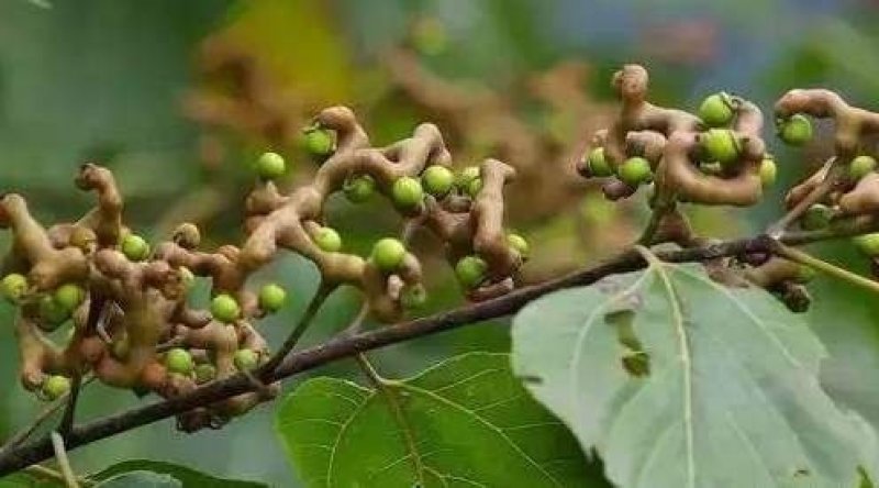 拐枣，食用拐枣