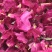 平阴重瓣食用玫瑰干花瓣，玫瑰花干花片红玫瑰花瓣一袋一斤