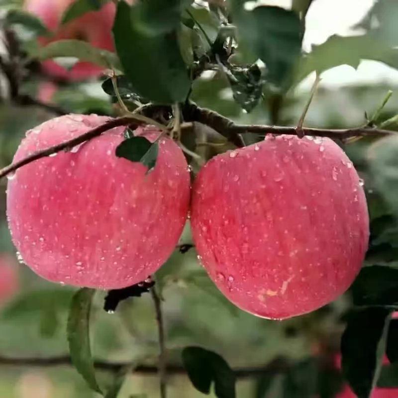 红富士苹果产地直供一手货源质量保证口感脆甜