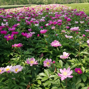 精品芍药芽头5到40个芽头