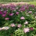 精品芍药芽头5到40个芽头
