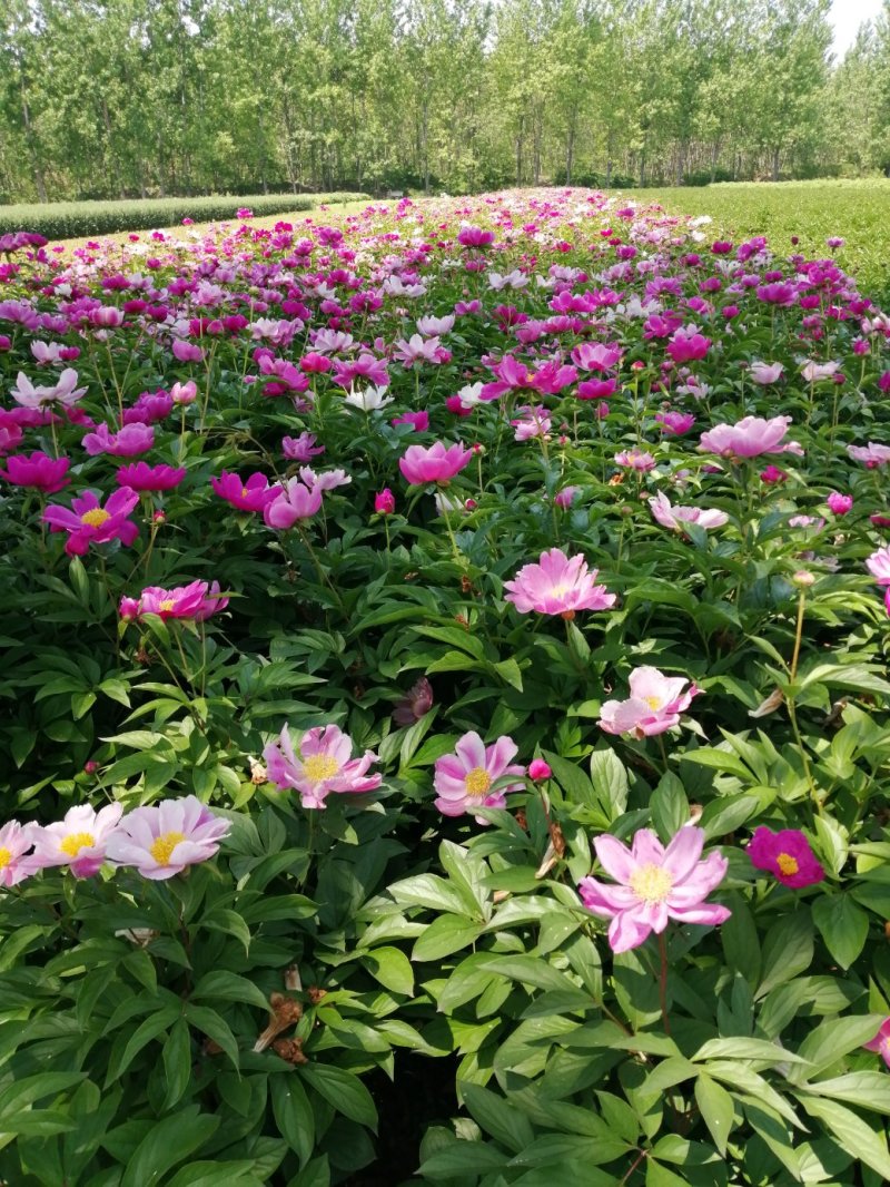 精品芍药芽头5到40个芽头