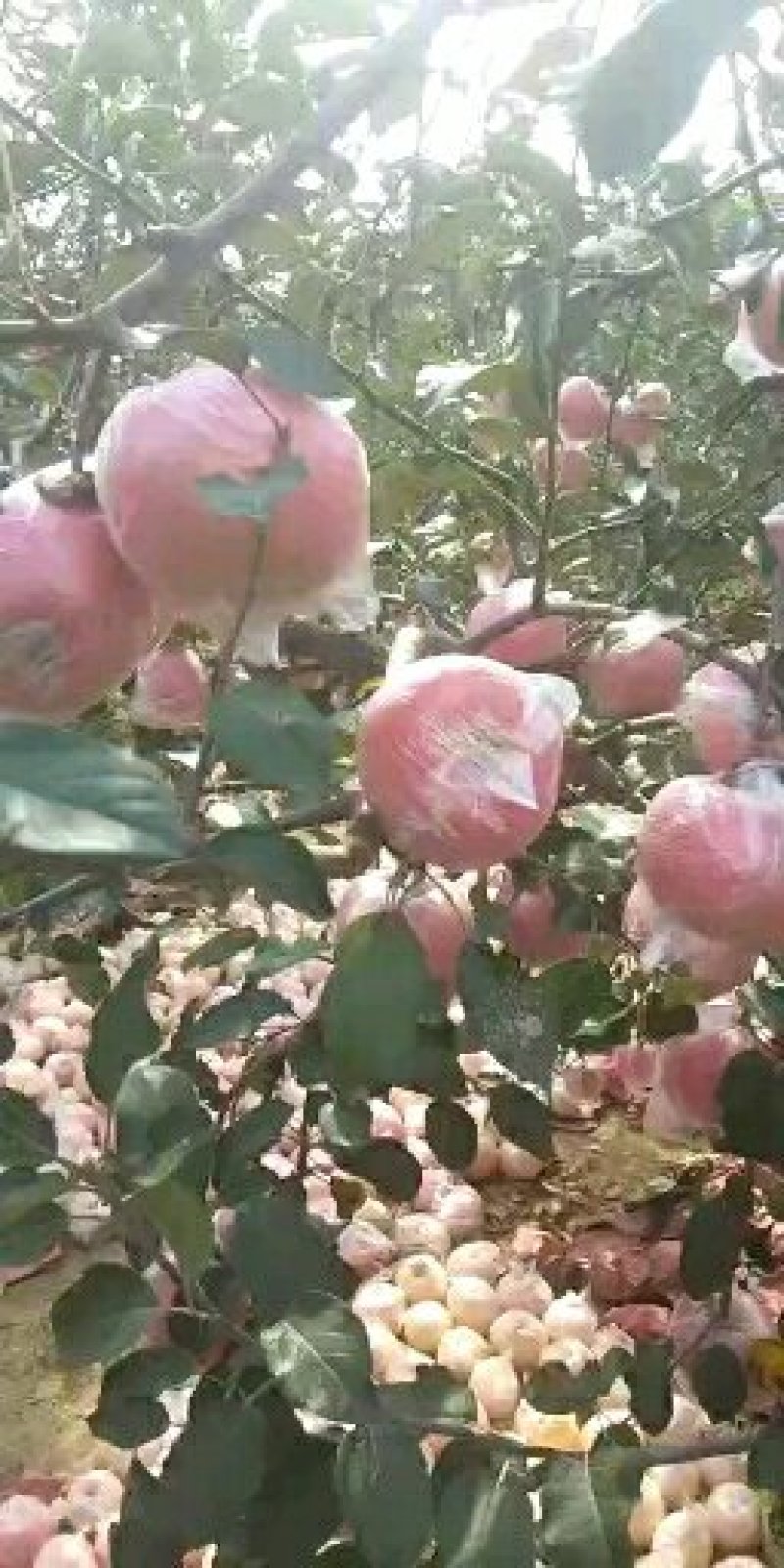 山东膜袋富士苹果基地供应