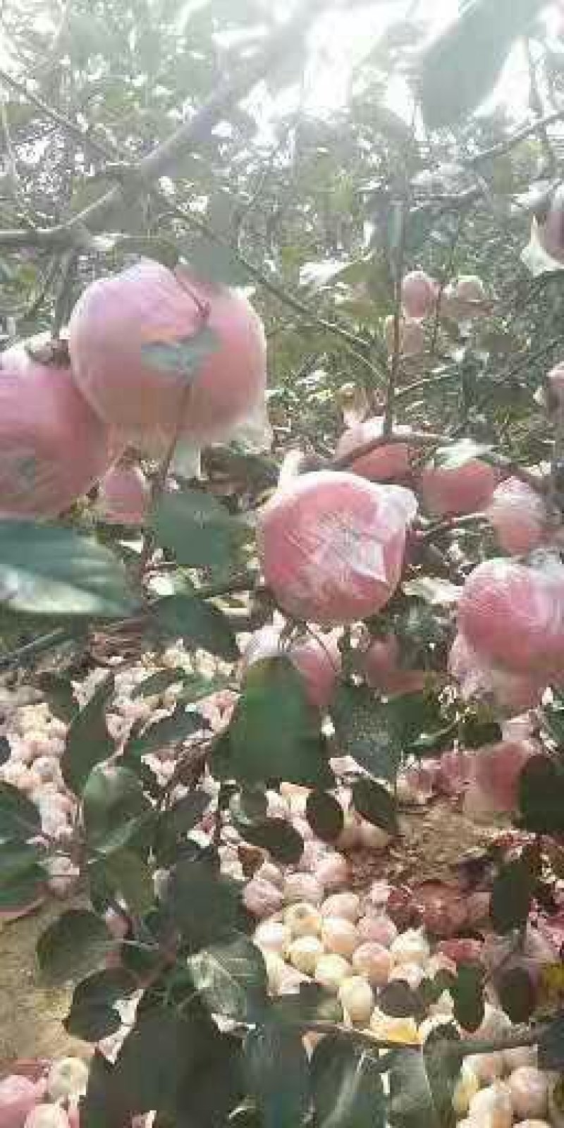 山东膜袋富士苹果基地供应
