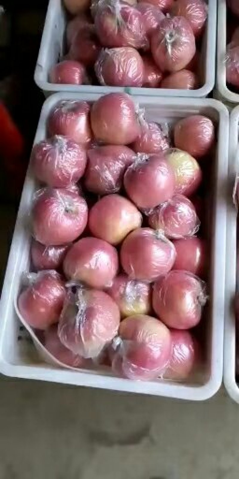 山东膜袋富士苹果基地供应