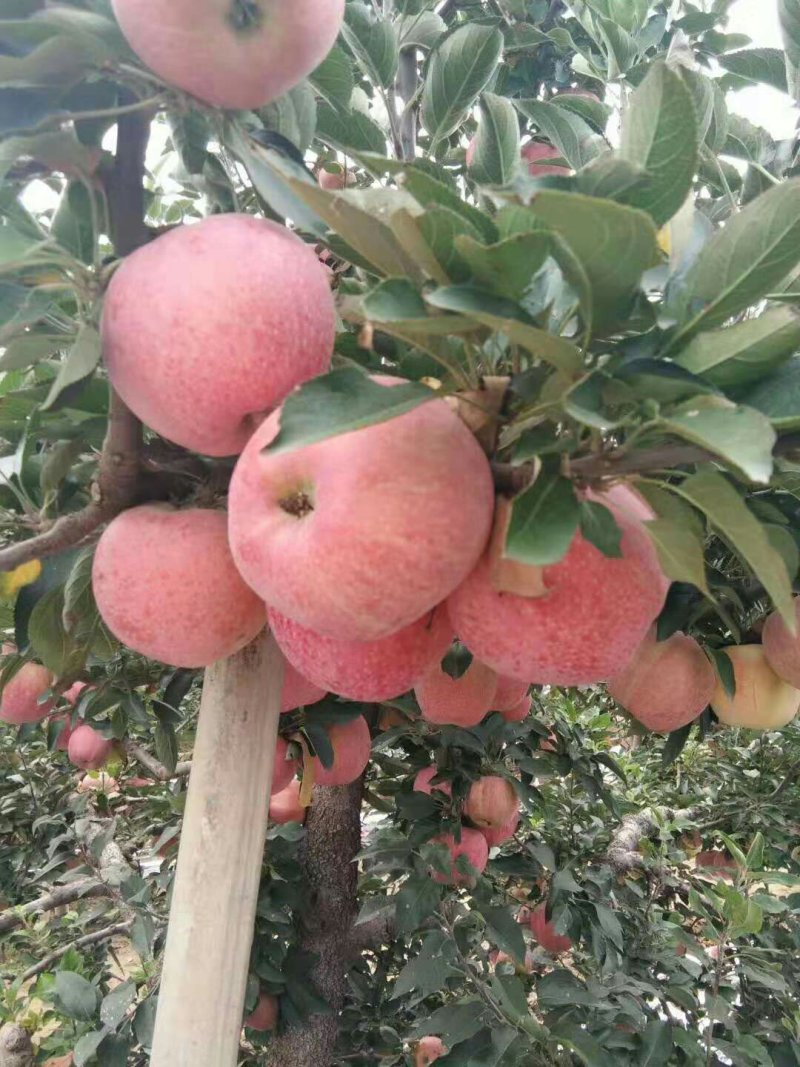 山东膜袋富士苹果基地供应