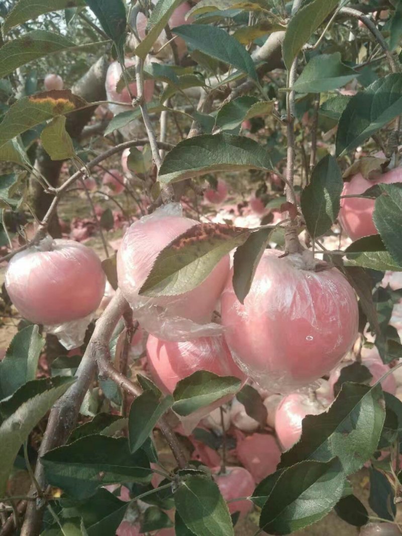 山东膜袋富士苹果基地供应