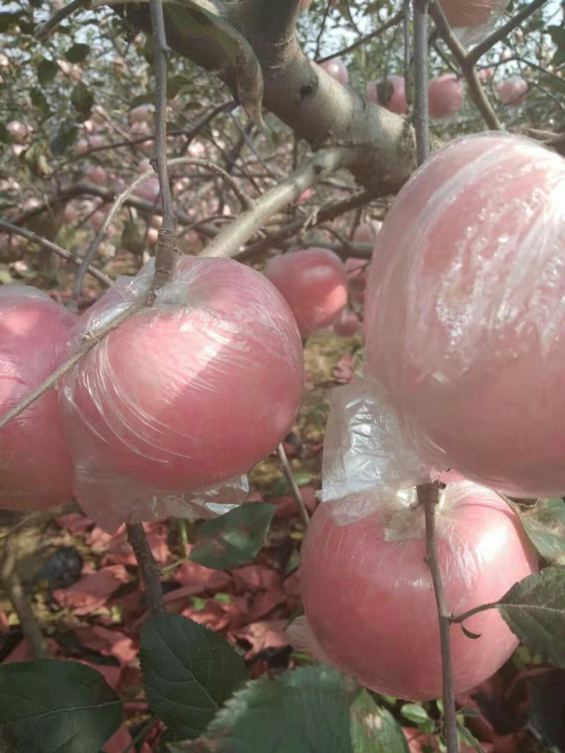 山东膜袋富士苹果基地供应