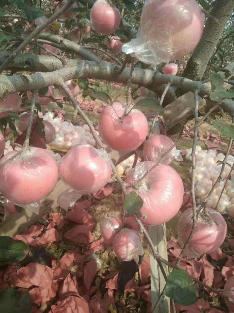 山东膜袋富士苹果基地供应