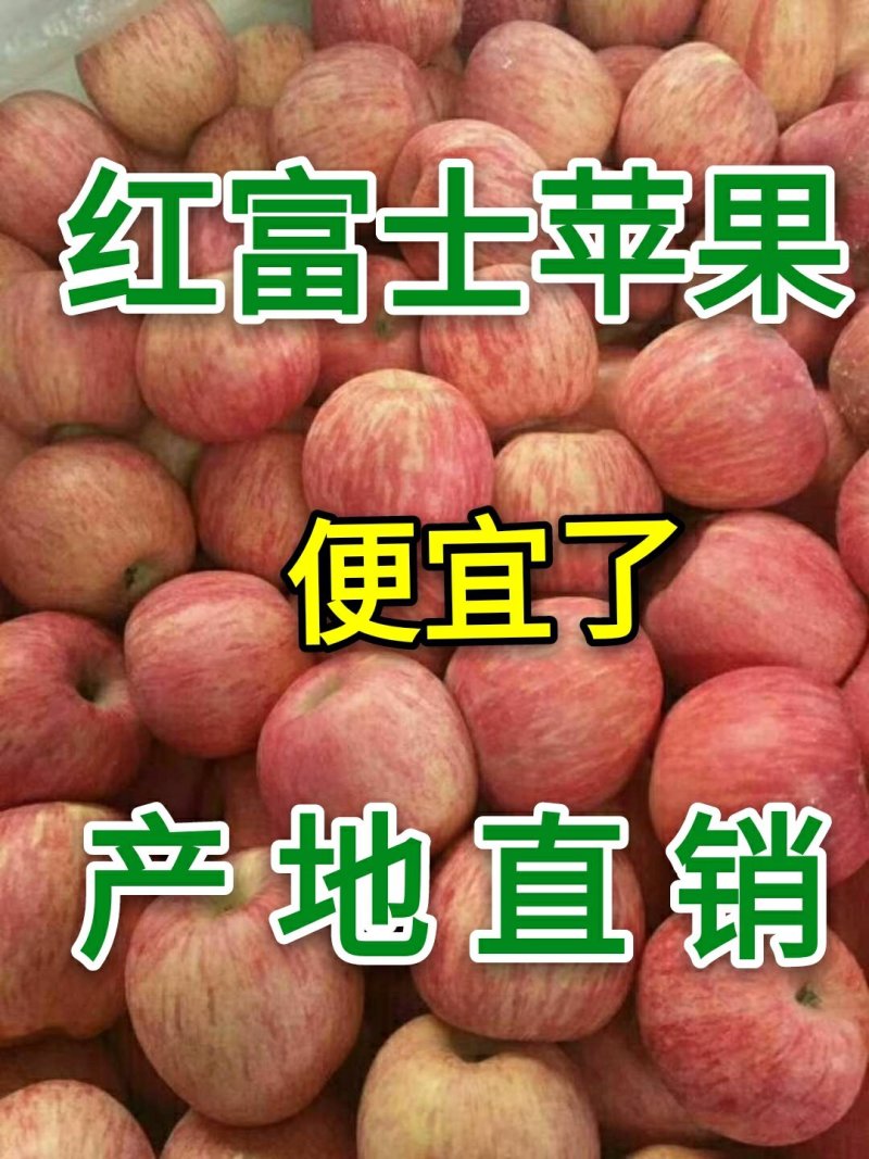 苹果产地批发【红富士苹果】货源充足价格便宜质量很好