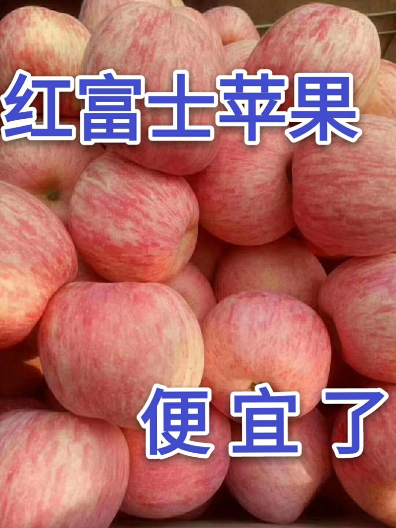 【红富士苹果】产地批发山东苹果价格便宜