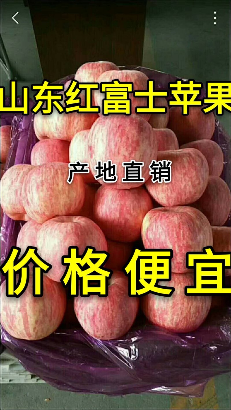 【红富士苹果】产地批发山东苹果价格便宜