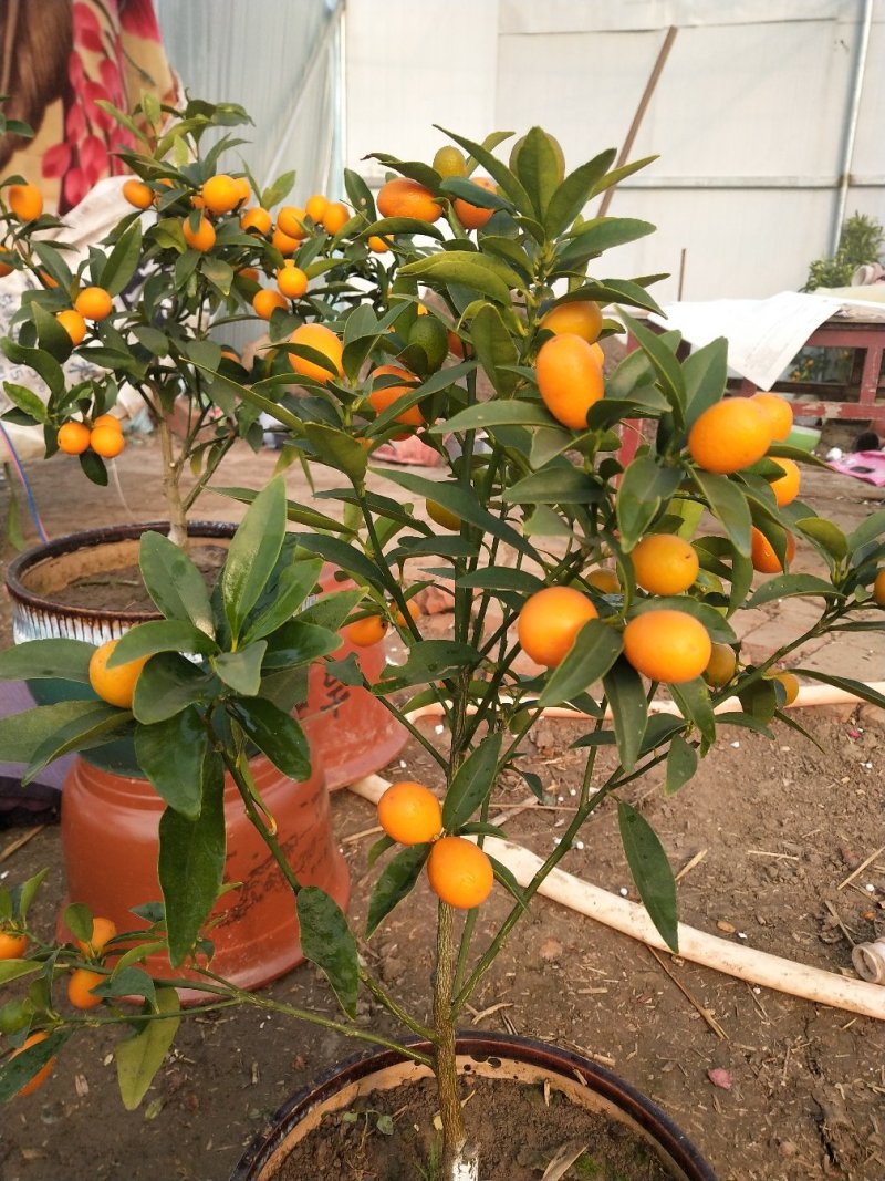 大量盆桔，应年节景。量大从优，现有大量甜蜜蜜金桔上市。