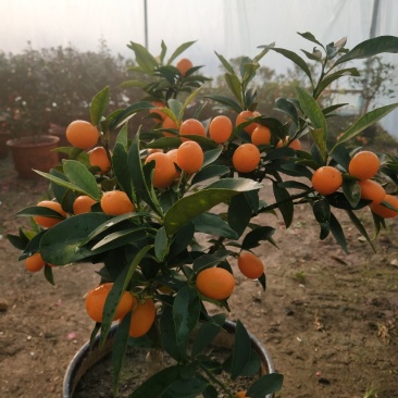 大量盆桔，应年节景。量大从优，现有大量甜蜜蜜金桔上市。