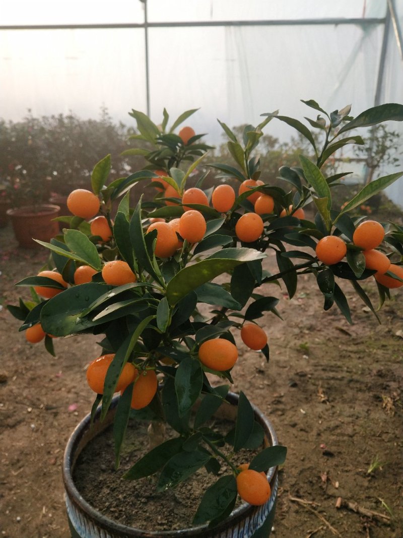 大量盆桔，应年节景。量大从优，现有大量甜蜜蜜金桔上市。