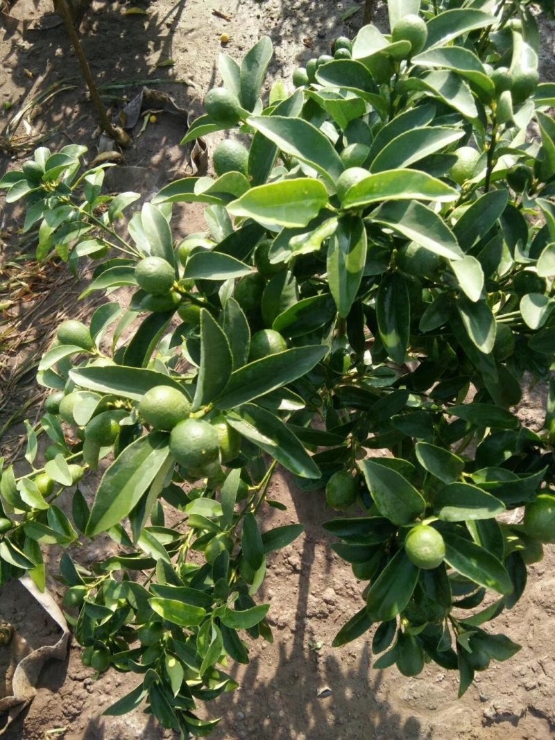 大量盆桔，应年节景。量大从优，现有大量甜蜜蜜金桔上市。