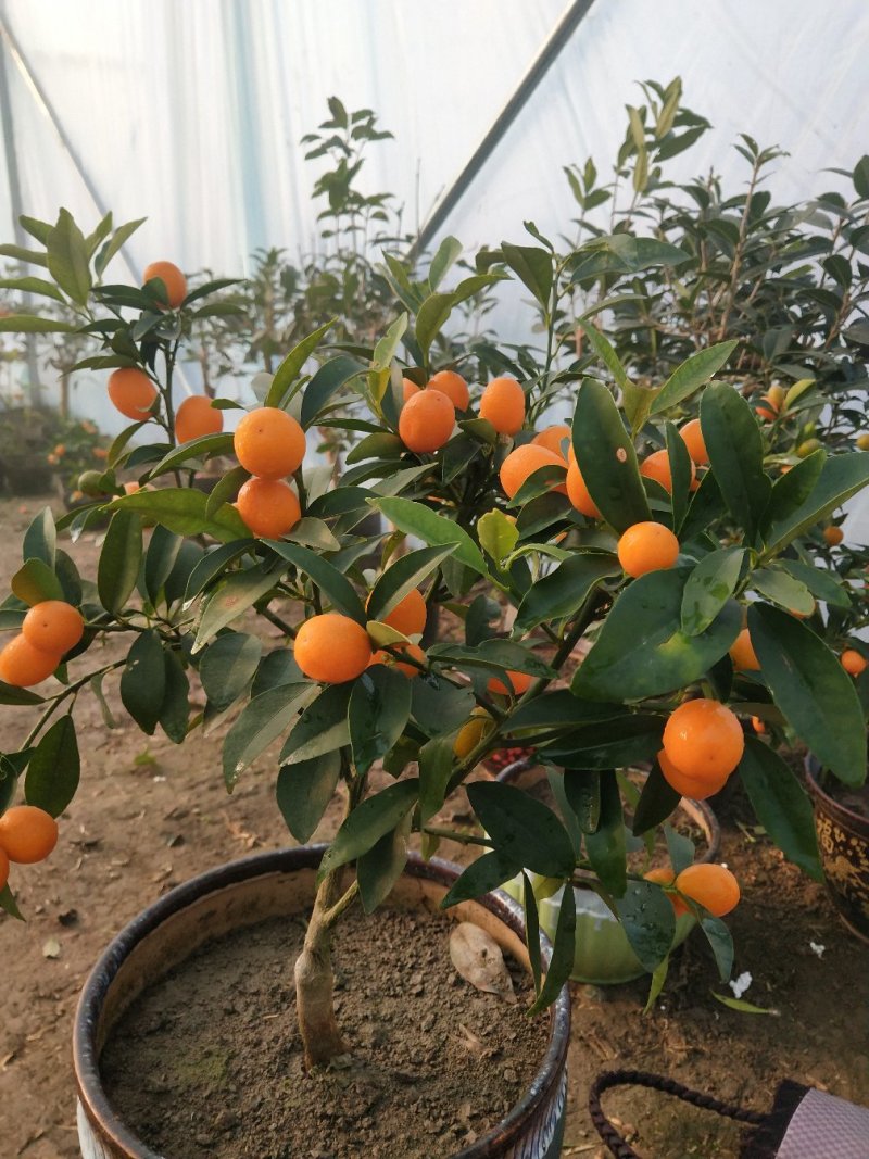 大量盆桔，应年节景。量大从优，现有大量甜蜜蜜金桔上市。