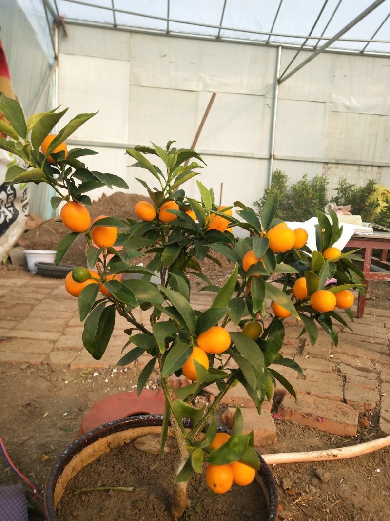 大量盆桔，应年节景。量大从优，现有大量甜蜜蜜金桔上市。