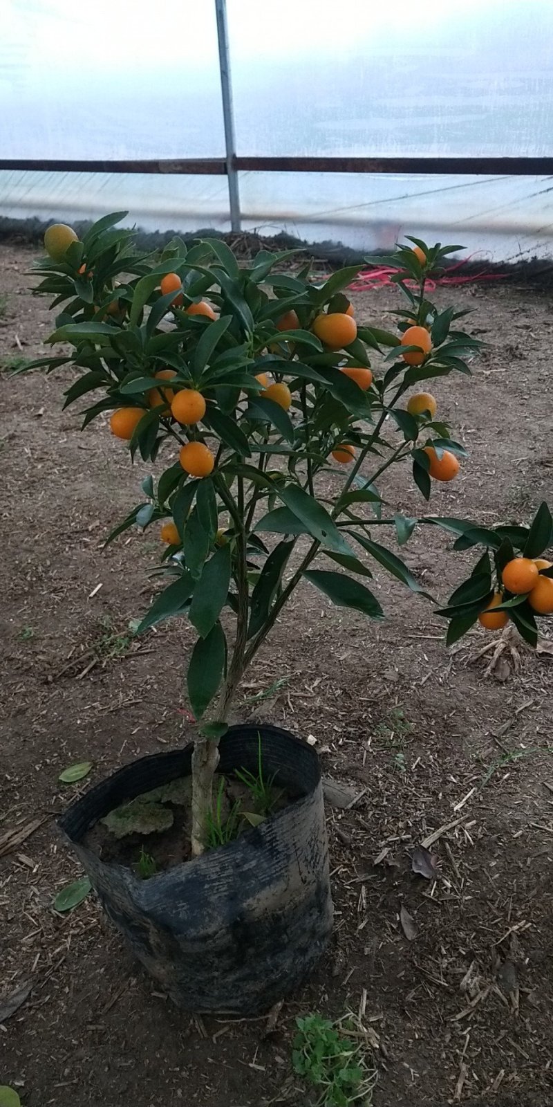 大量盆桔，应年节景。量大从优，现有大量甜蜜蜜金桔上市。