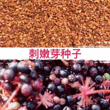 刺嫩芽种子刺老芽种子人工水洗无渣子