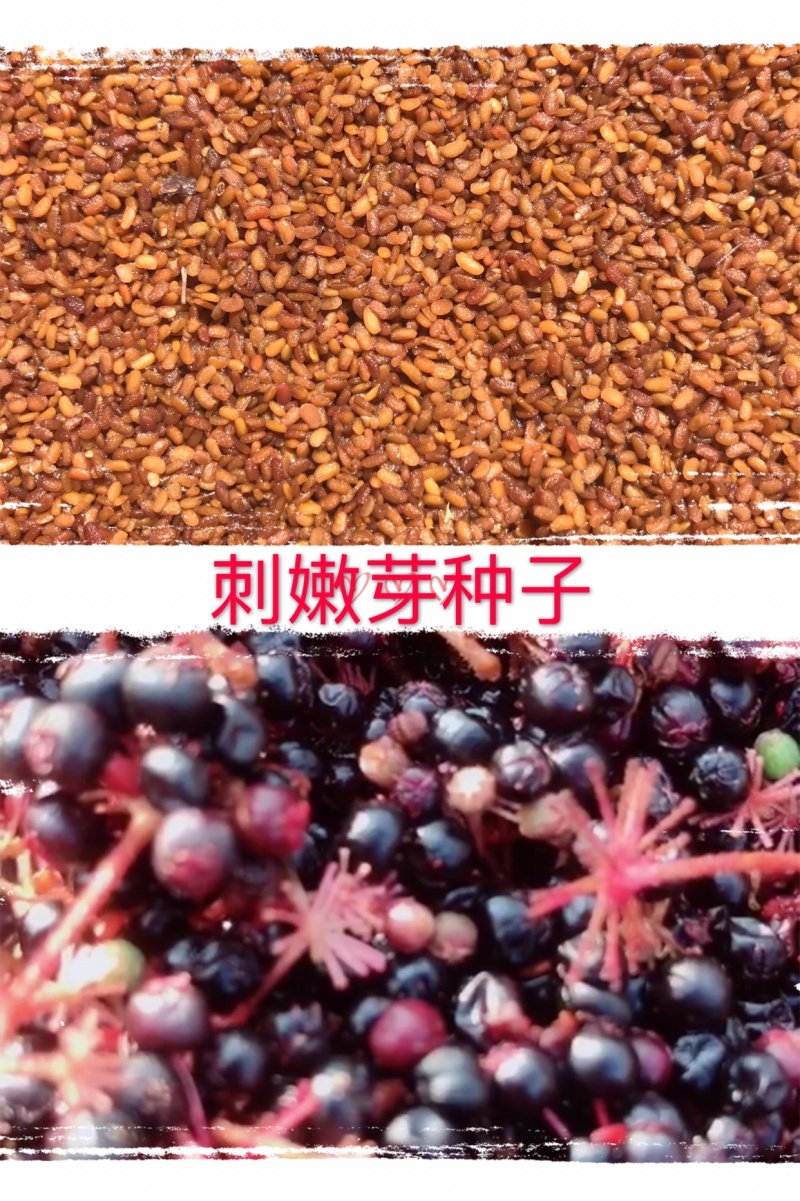 刺嫩芽种子刺老芽种子人工水洗无渣子