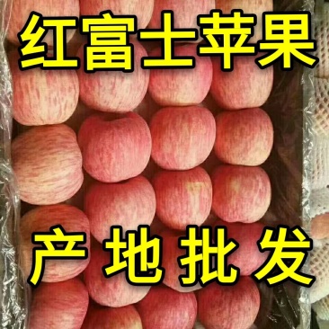 【红富士苹果】山东苹果产地纸加膜纸袋膜袋苹果