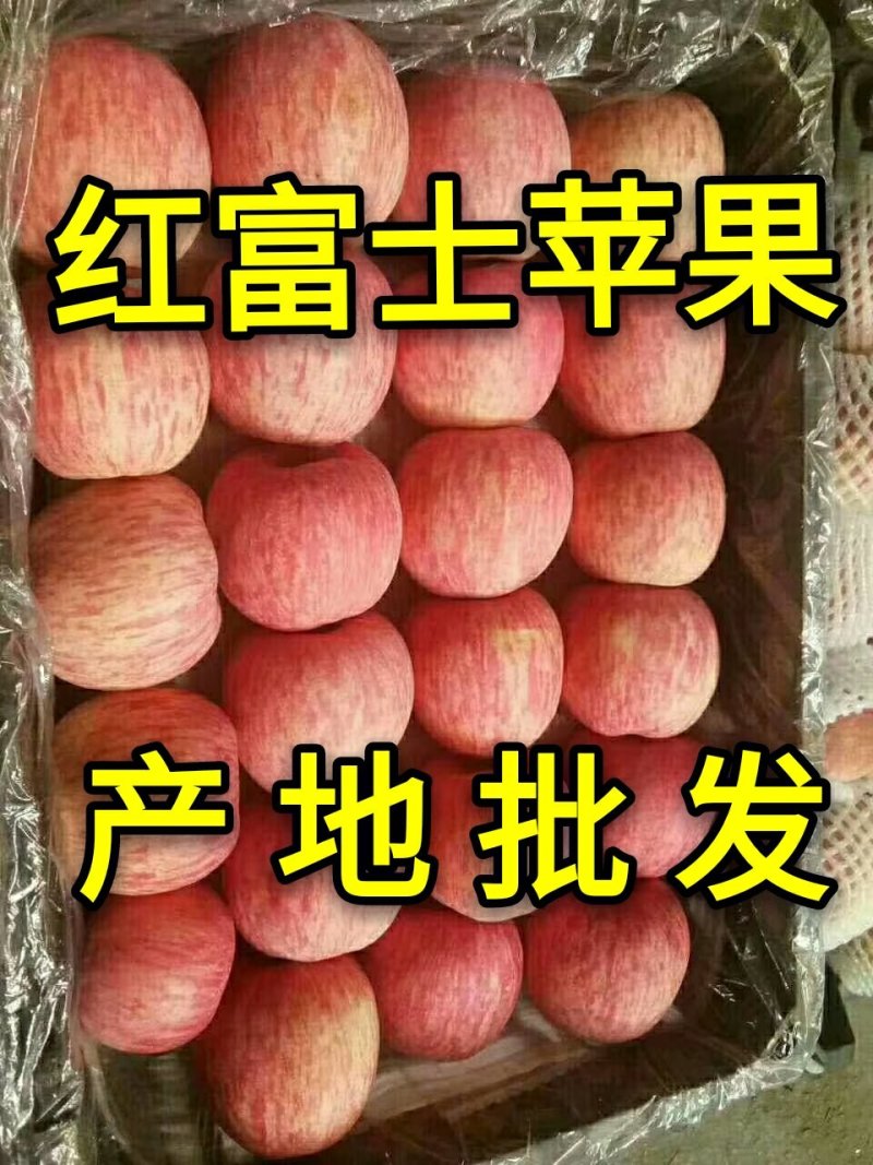 【红富士苹果】山东苹果产地纸加膜纸袋膜袋苹果