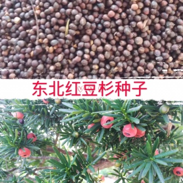东北红豆杉种子2019年新种水洗沙藏