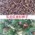 东北红豆杉种子2019年新种水洗沙藏
