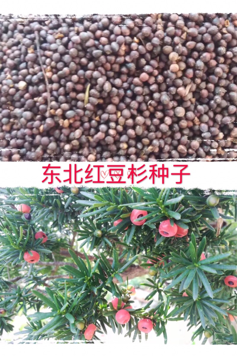 东北红豆杉种子2019年新种水洗沙藏