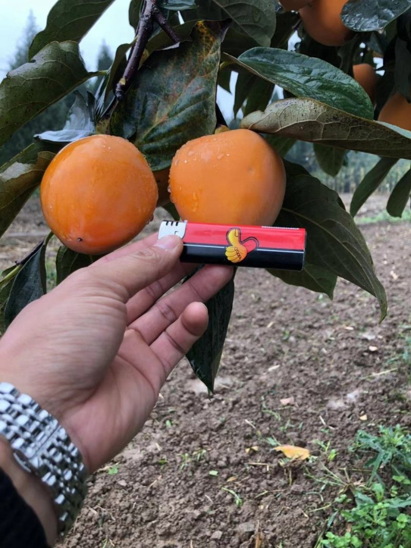正宗牛心柿子树苗，高2米，基地大量供应，欢迎批发