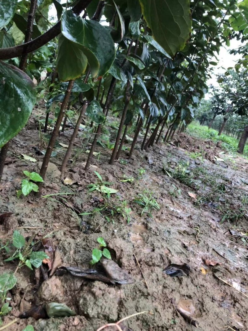 正宗牛心柿子树苗，高2米，基地大量供应，欢迎批发