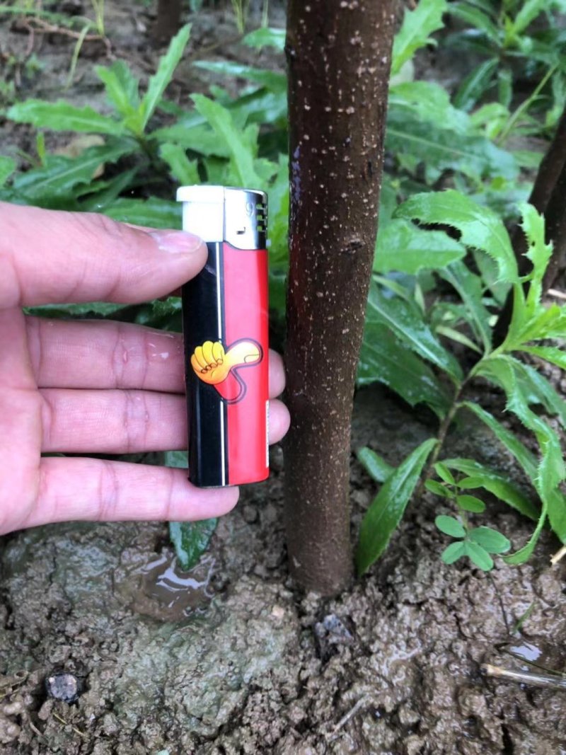 正宗牛心柿子树苗，高2米，基地大量供应，欢迎批发
