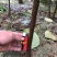 正宗牛心柿子树苗，高2米，基地大量供应，欢迎批发