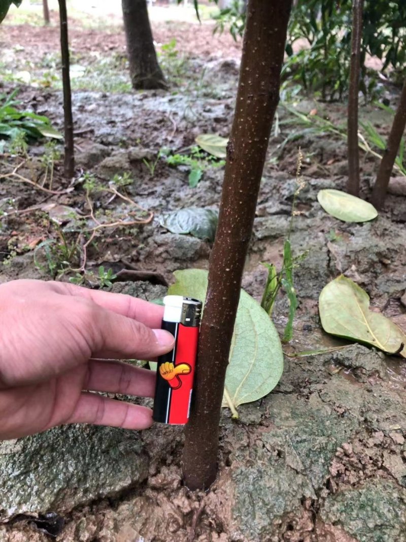 正宗牛心柿子树苗，高2米，基地大量供应，欢迎批发