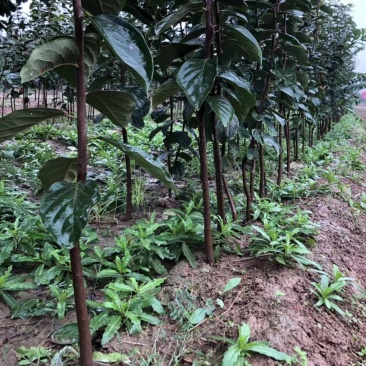 正宗牛心柿子树苗，高2米，基地大量供应，欢迎批发