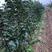 正宗牛心柿子树苗，高2米，基地大量供应，欢迎批发