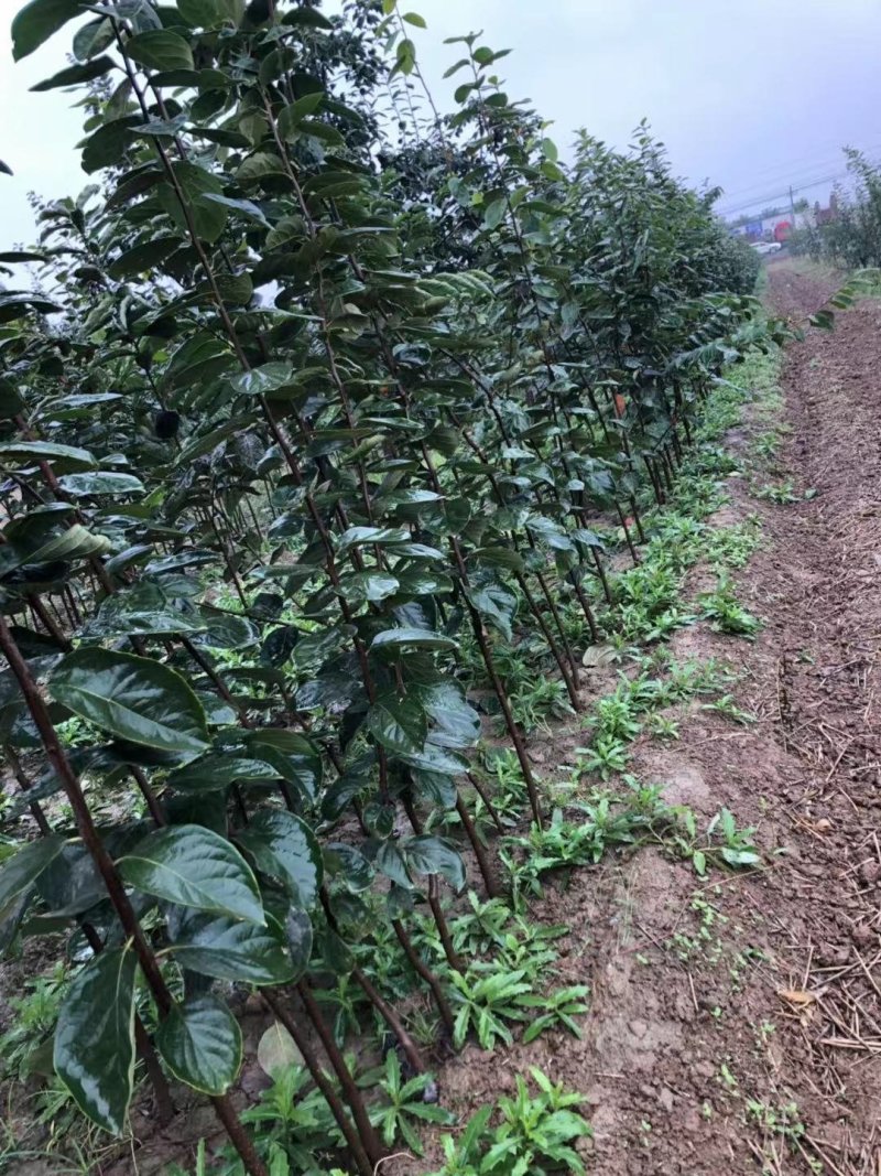 正宗牛心柿子树苗，高2米，基地大量供应，欢迎批发