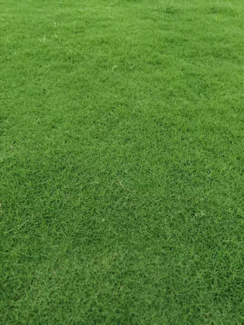 绿化草坪