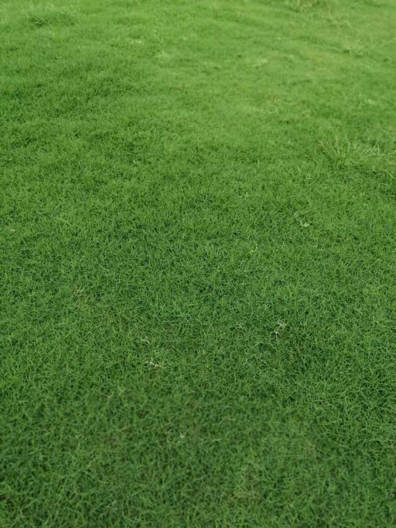 绿化草坪
