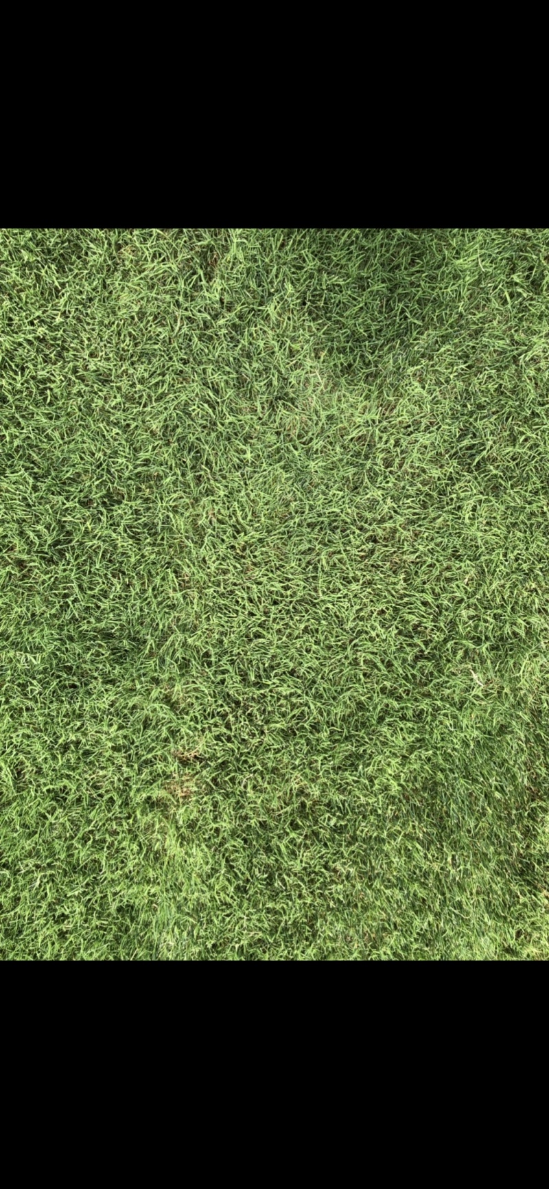 绿化草坪