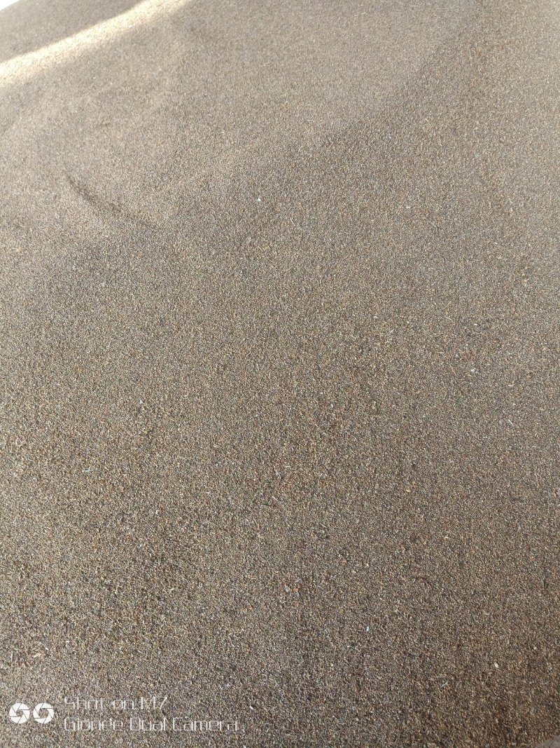 土荆芥