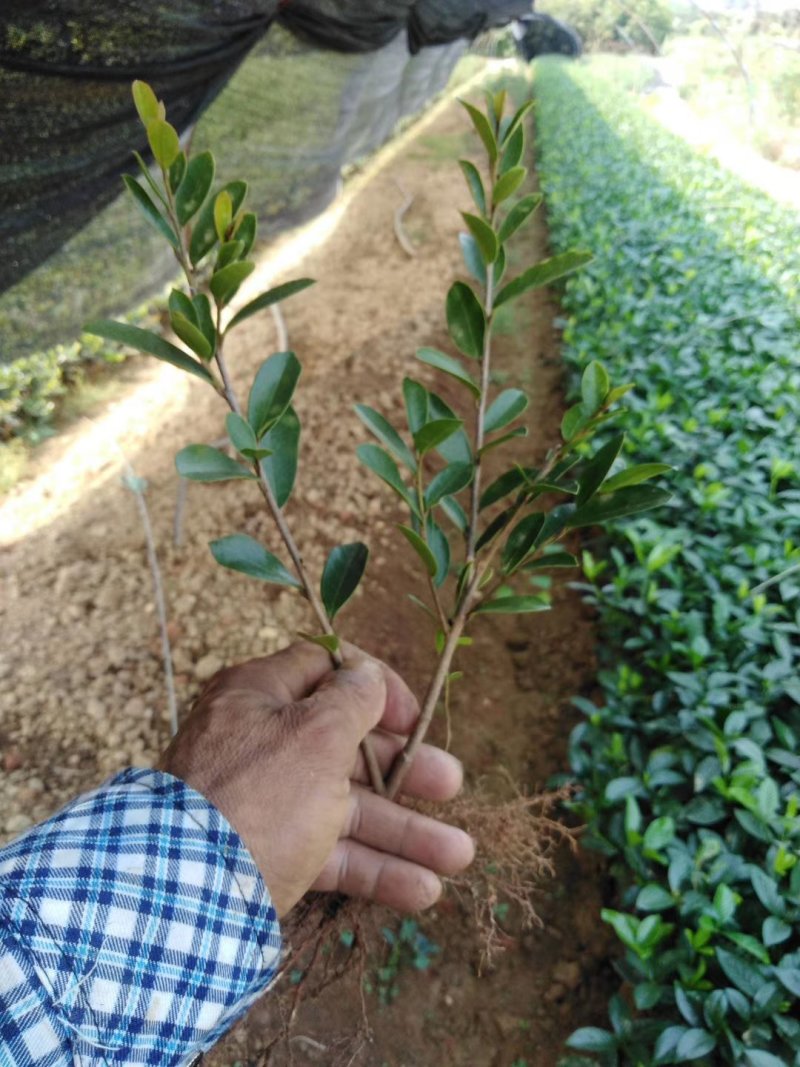 自产自销3-40cm深小叶蚊母，中华蚊母小苗，园林色块小