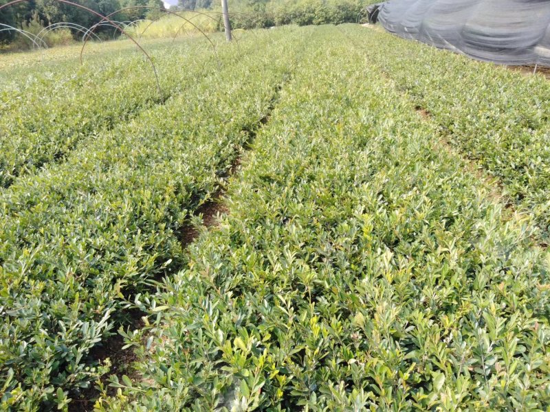 自产自销3-40cm深小叶蚊母，中华蚊母小苗，园林色块小