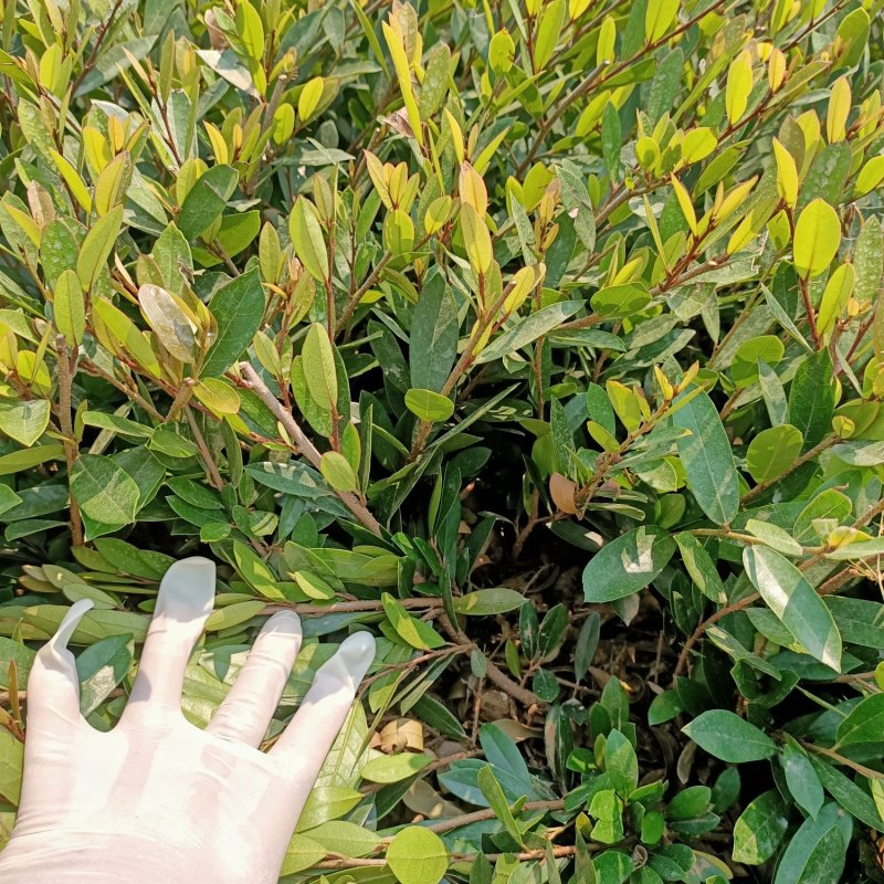 自产自销3-40cm深小叶蚊母，中华蚊母小苗，园林色块小